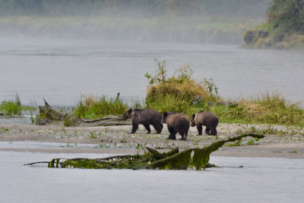 Raincoast Conservation Foundation and the "Raincoast Humpbacks"
