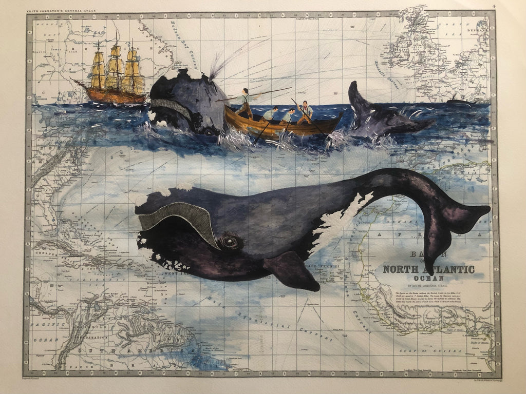 North Atlantic "Right" Whale - Sketch for Survival