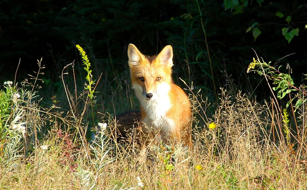 Photography - Wildlife