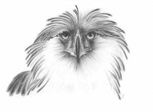Philippine Eagle portrait of the critically endangered bird of prey.