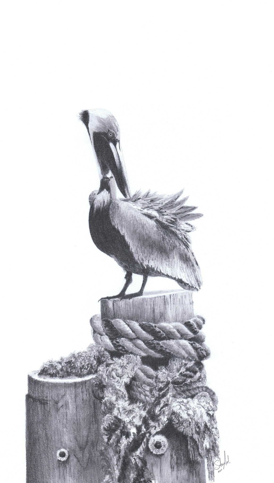 Clean - Brown Pelican