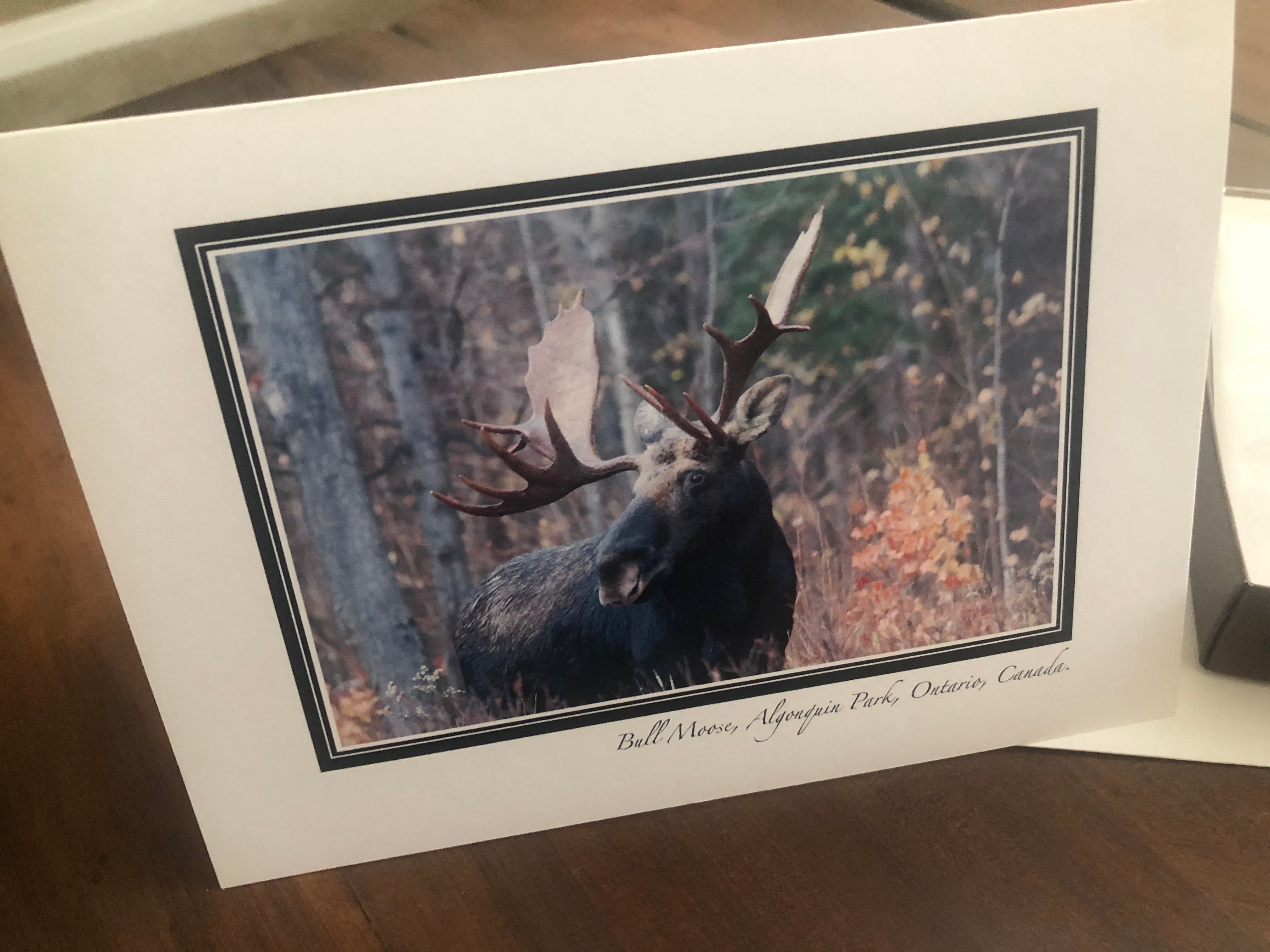 Wildlife Greeting Card Set