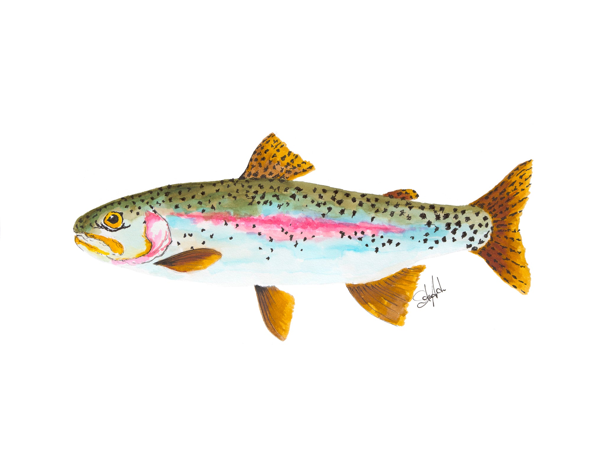 Brook ブルック　Cutthroat Trout Sweat L Brook ブルック Cutthroat Trout Sweat L（Wild Profile: meet